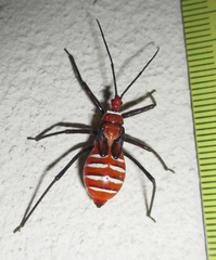 Phonoctonus