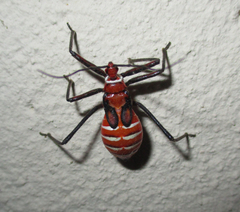 Phonoctonus