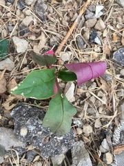 Phytolacca americana