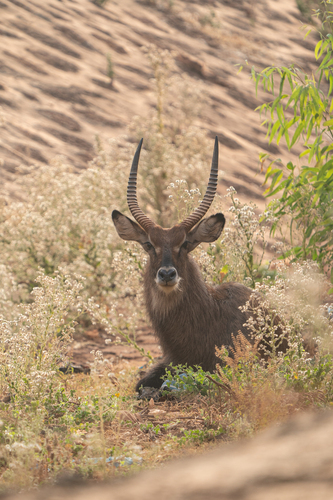 Defassa Waterbuck