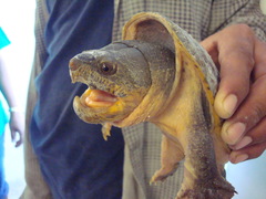 Claudius angustatus