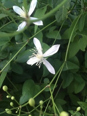 Clematis