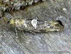Acrolepiopsis assectella