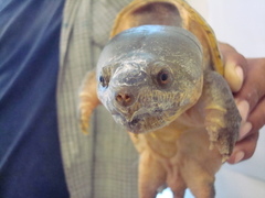 Claudius angustatus