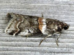 Acrobasis tricolorella