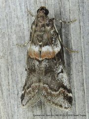 Acrobasis tricolorella