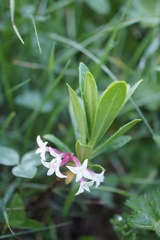 Daphne glomerata