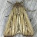 Two-lined Wainscot - Photo (c) Stuart Tingley, some rights reserved (CC BY-NC), uploaded by Stuart Tingley