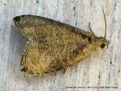 Olethreutes exoletum