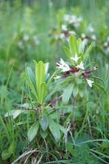 Daphne glomerata