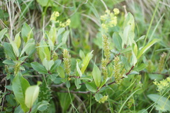 Salix kazbekensis