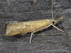 Neodactria luteolellus