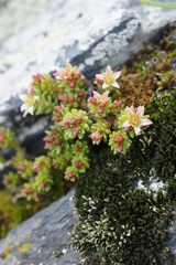 Sedum tenellum