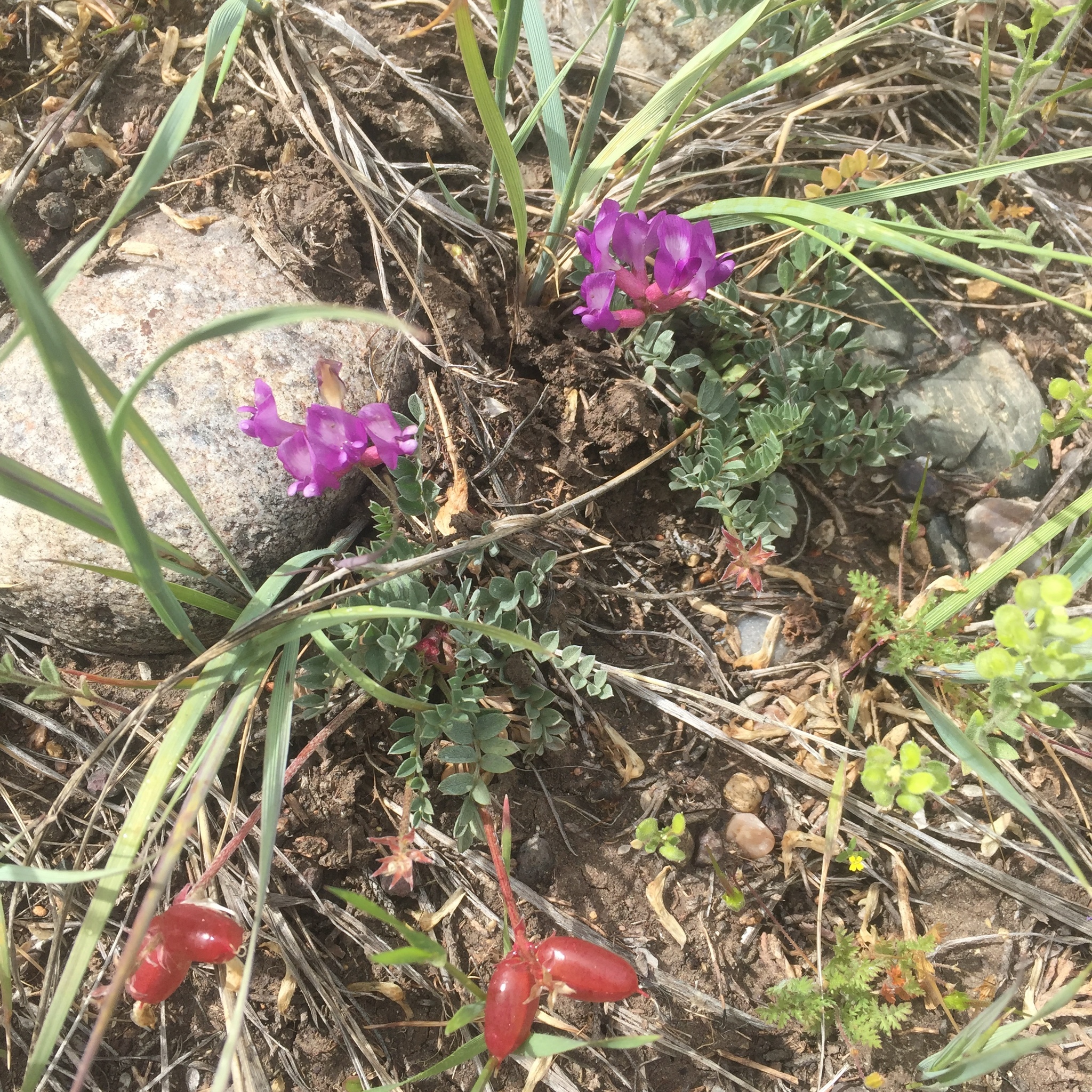 Astragalus missouriensis var. missouriensis