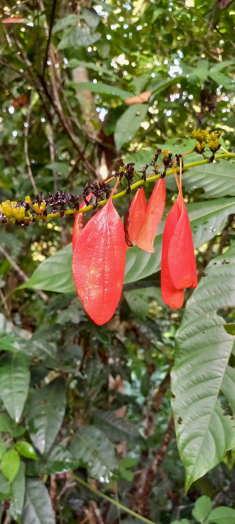 Warszewiczia coccinea