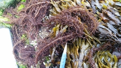 Cumagloia andersonii