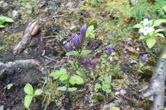 Gentianeae