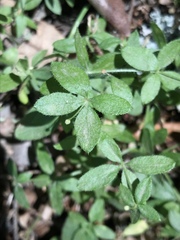 Galium californicum