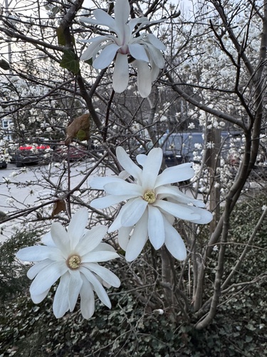 Foto de Magnólia-estrelada