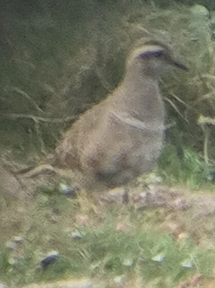 Eurasian Dotterel