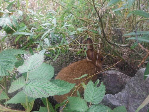 Snowshoe Hare photographed in New Hampshire