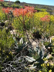 Aloe × schimperi