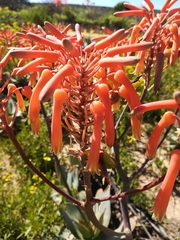 Aloe × schimperi