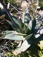 Aloe × schimperi