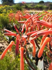 Aloe × schimperi