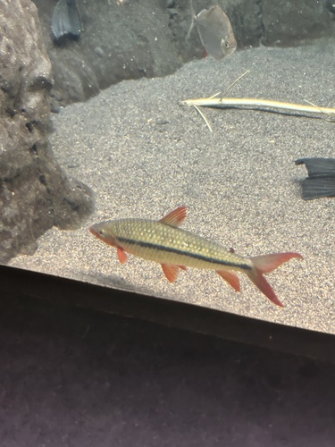 Brown leporinus (Leporinus brunneus) — Anostomidae — 2