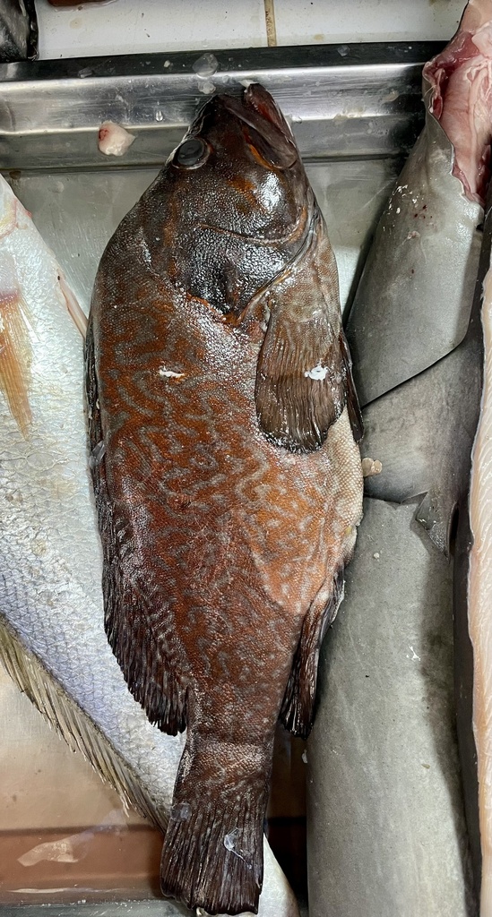 Peruvian Seabass