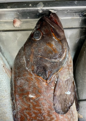 Brick seabass (Acanthistius pictus) — Serranidae — 5
