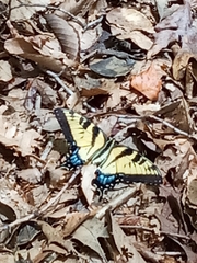 Papilio glaucus
