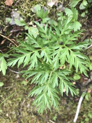 Conioselinum