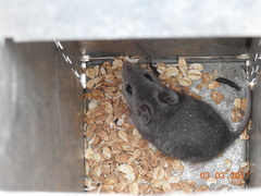 Onychomys leucogaster