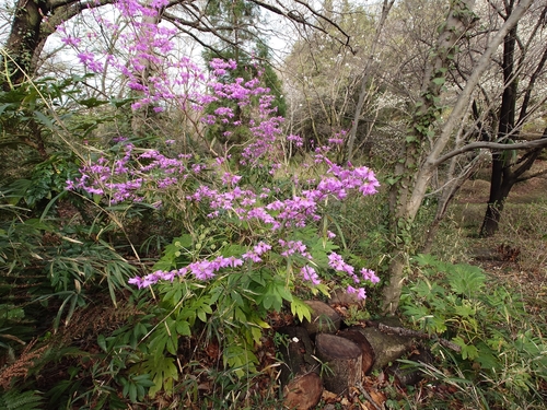 Rhododendron dilatatum iNat (2)