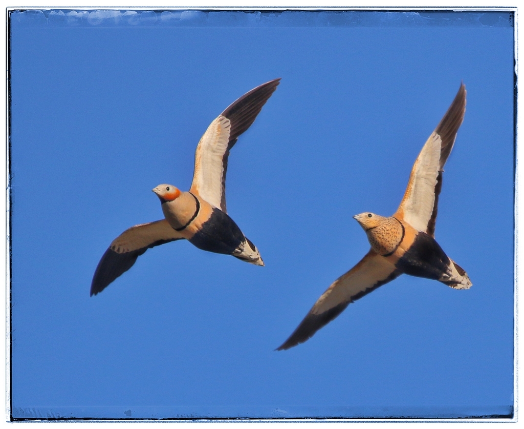 Black-Bellied Sandgrouse