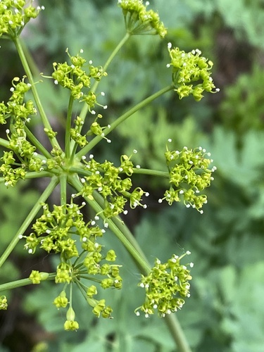 California Lomatium
