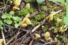 Cudoniaceae