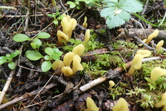 Cudoniaceae