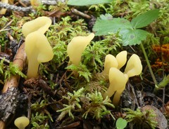 Cudoniaceae