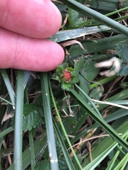 Potentilla indica