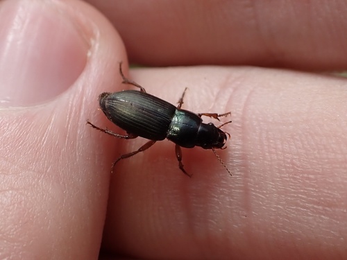 Harpalus affinis