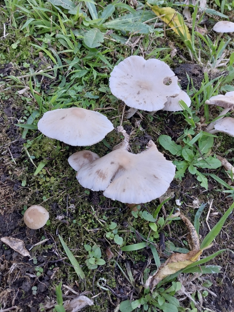Candolleomyces candolleanus · March 2025 · photo: © kiwialli (iNaturalist, cc-by)