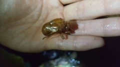 Hyalessa maculaticollis