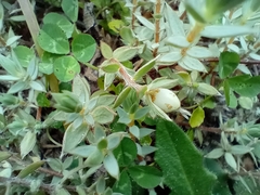 Lyall's Rice Flower (Pimelea lyallii)