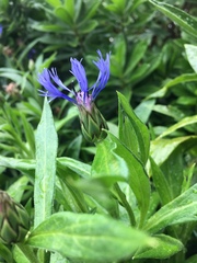 Centaurea montana