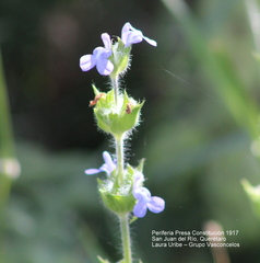 Salvia hirsuta