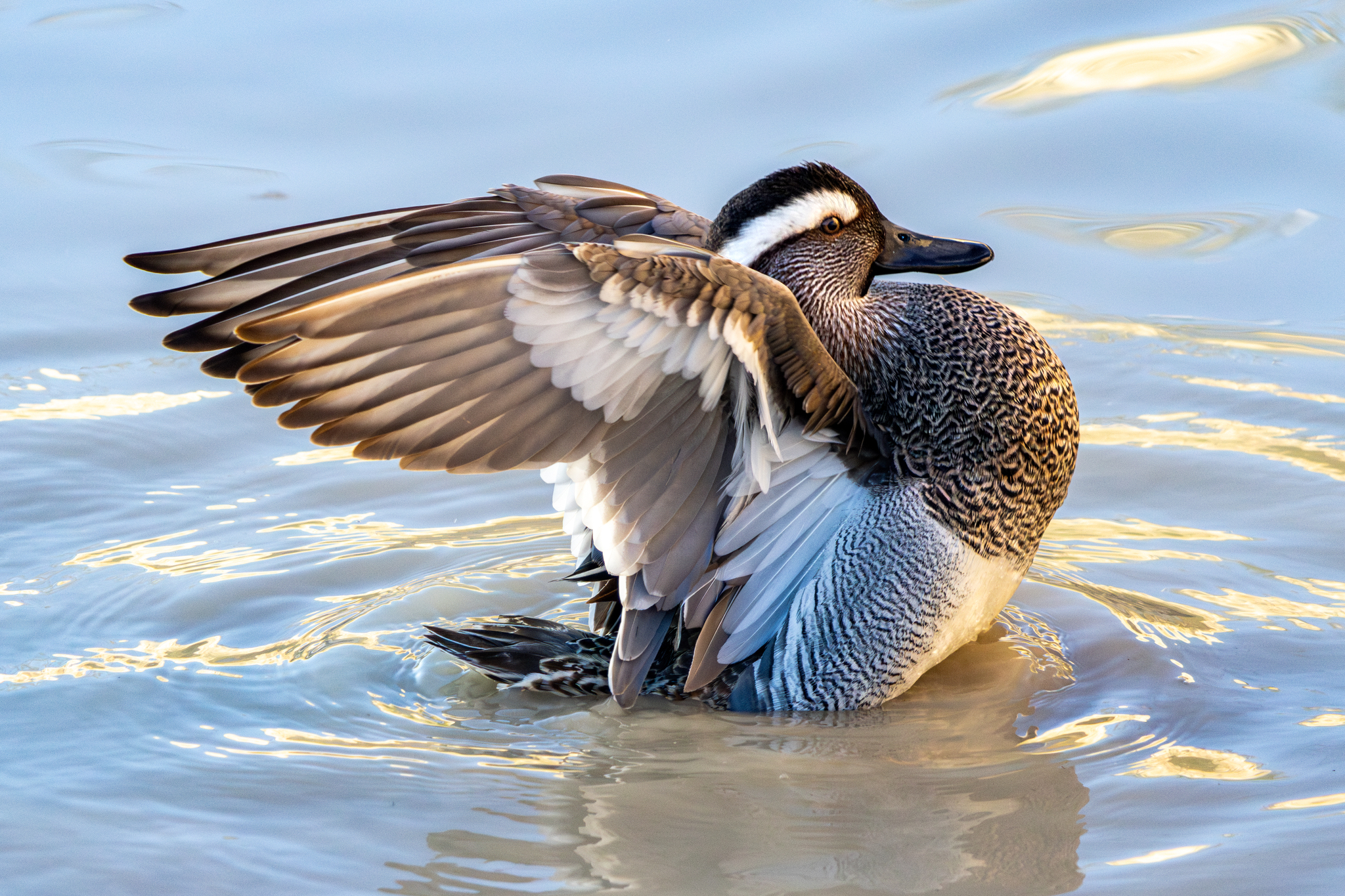 Garganey (Spatula querquedula)
