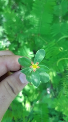 Portulaca umbraticola